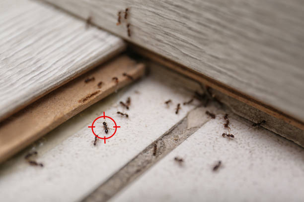 Trusted Essex Fells, NJ Pest Control Experts